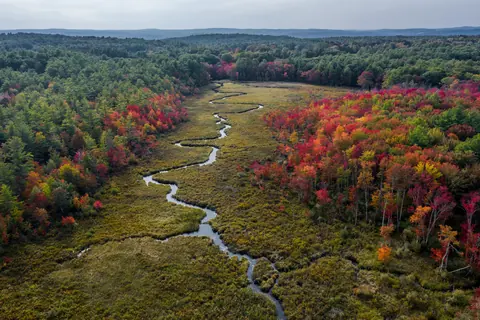 Aerial view of a stream winding through open marsh grass in autumn, framed by red and orange maples and dark pine woods.